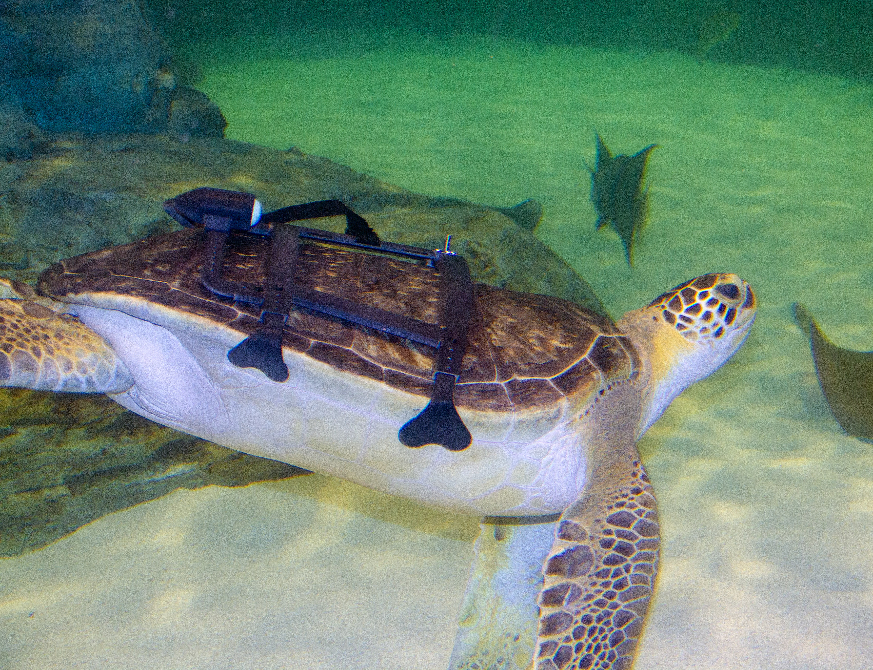 KCNSC assists turtle at Kansas City Zoo & Aquarium